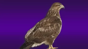 Bayağı Şahin (Buteo buteo)