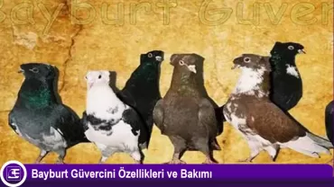 Bayburt Güvercini
