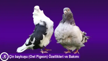 Çin baykuşu (Owl Pigeon)