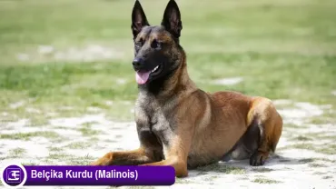 Belçika Kurdu (Malinois)