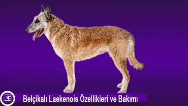 Belçikalı Laekenois