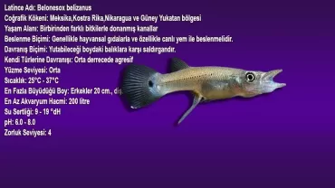 Belonesox belizanus