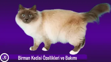 Birman