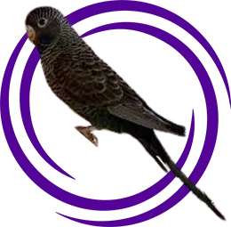 Blackface Muhabbet Kuşu