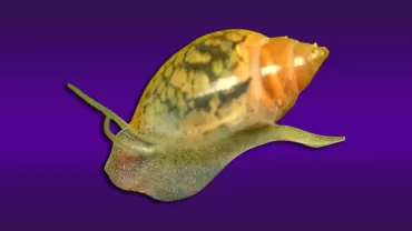 Bladder Salyangozu (Physella acuta)