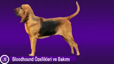 Bloodhound