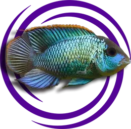 Andinoacara pulcher (Blue Acara)