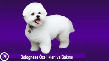 Bichon Bolognese