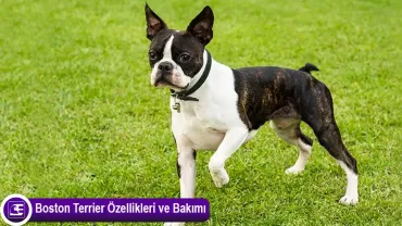 Boston Terrier