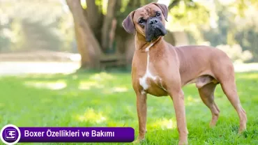 Boxer