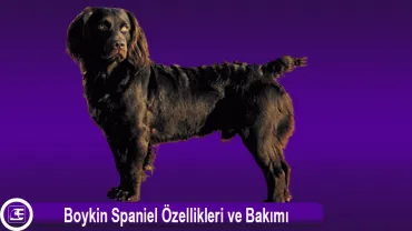Boykin Spaniel