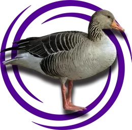 Boz Kaz (Yaban kazı)