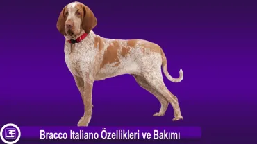 Bracco Italiano