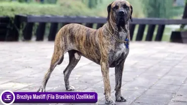 Brezilya Mastiff (Fila Brasileiro)