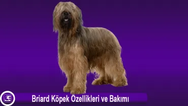 Briard
