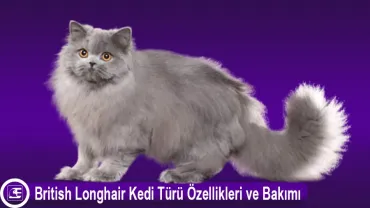 British Longhair
