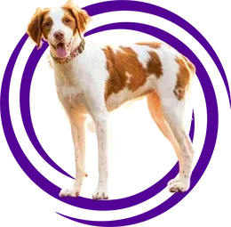 Brittany Spaniel