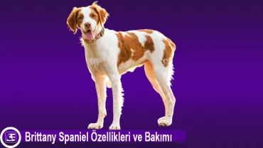 Brittany Spaniel
