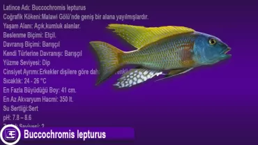 Buccochromis rhoadesii (Sarı Lepturus)