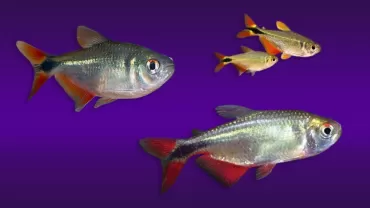 Buenos Aires Tetra (Hyphessobrycon anisitsi)