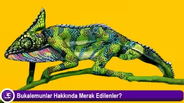 Bukalemun