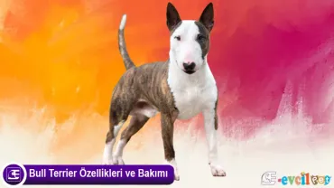 Bull Terrier