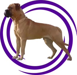Bullmastiff