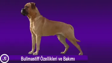 Bullmastiff