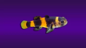 Bumblebee Goby (Brachygobius sp)