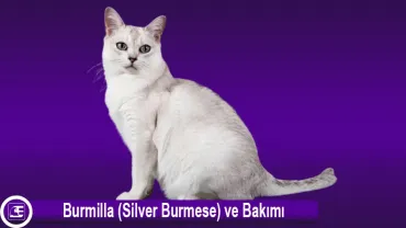 Burmilla (Silver Burmese)