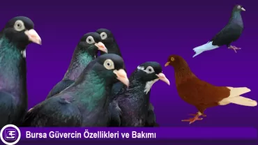 Bursa Güvercini
