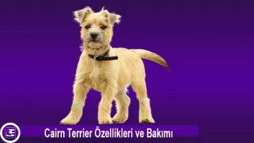 Cairn Terrier