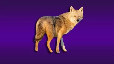 Canis aureus (Çakal)