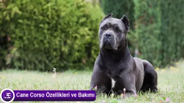 Cane Corso