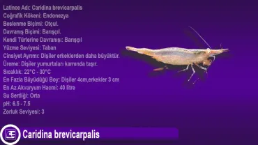Caridina brevicarpalis