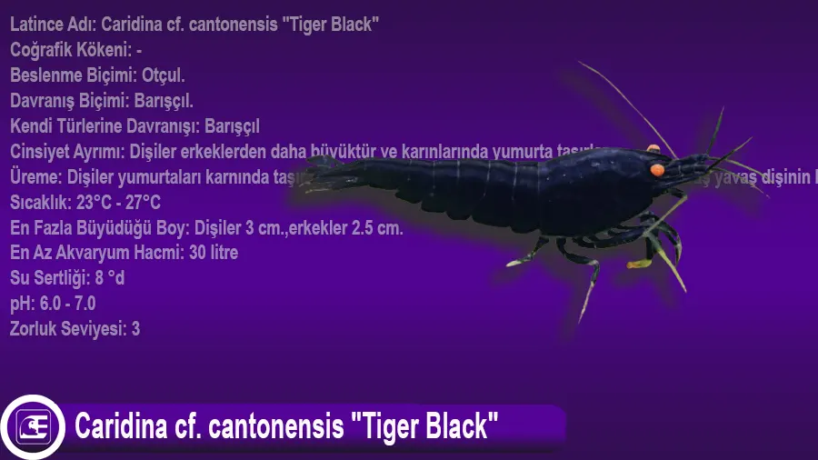 Caridina cf. cantonensis Tiger Black