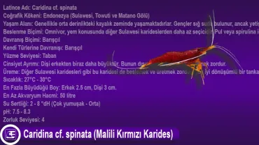 Caridina cf. spinata (Malili Kırmızı Karides)