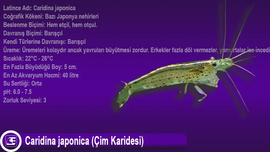 Caridina japonica (Çim Karidesi)