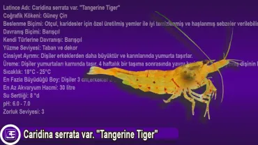 Caridina serrata var. (Tangerine Tiger)