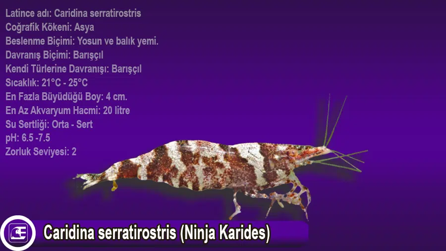 Caridina serratirostris (Ninja Karides)
