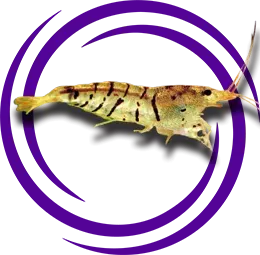 Caridina sp. tiger (Kaplan Karidesi)