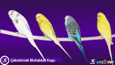 Çekoslavak Muhabbet Kuşu