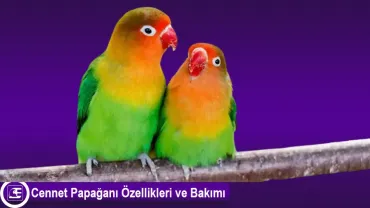 Cennet Papağanı (Aşk Kuşu)