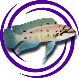 Chalinochromis sp.'Ndobhoi'