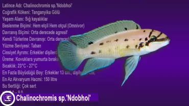 Chalinochromis sp.'Ndobhoi'