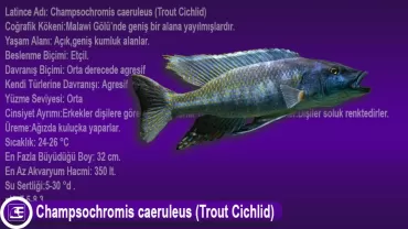 Champsochromis caeruleus (Trout Cichlid)
