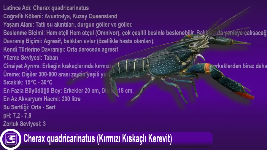 Cherax quadricarinatus (Kırmızı Kıskaçlı Kerevit)
