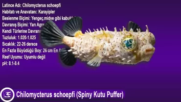 Chilomycterus schoepfi (Spiny Kutu Puffer)