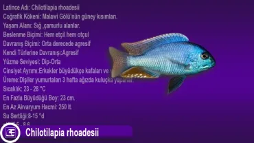 Chilotilapia Rhoadesii