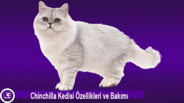 Chinchilla (Çinçila)